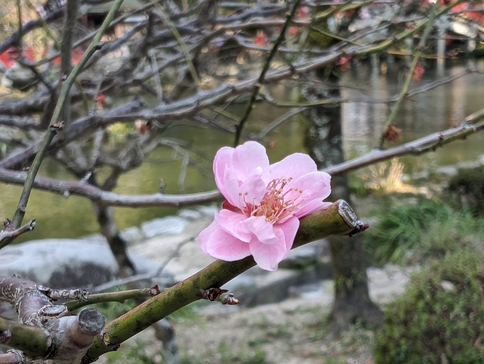 A tree flower close-up